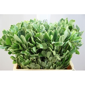 Pittosporum Ilan 60