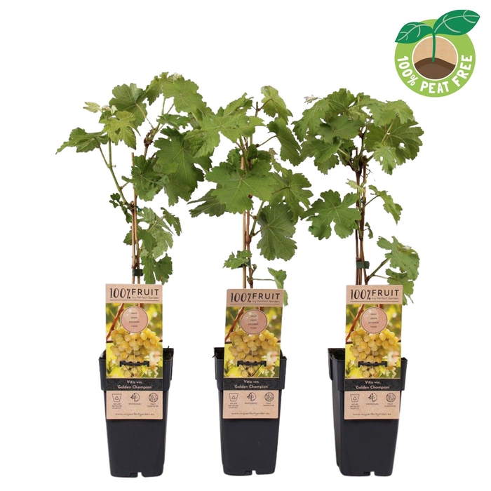 <h4>Vitis vinifera 'Golden Champion', P15</h4>