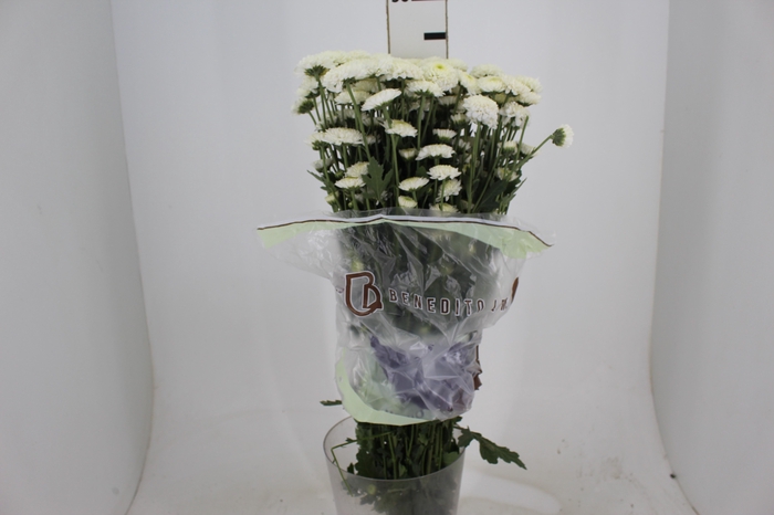 <h4>CRISANTEMO SANTINI FAROE 080 CM</h4>