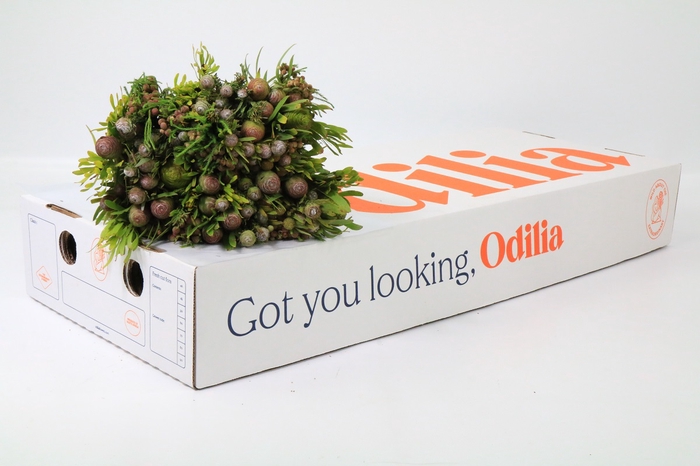 Kaaps Groen Cone Mix Large