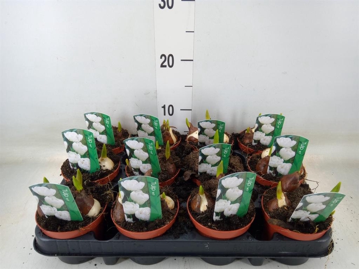 <h4>Tulipa   ...</h4>