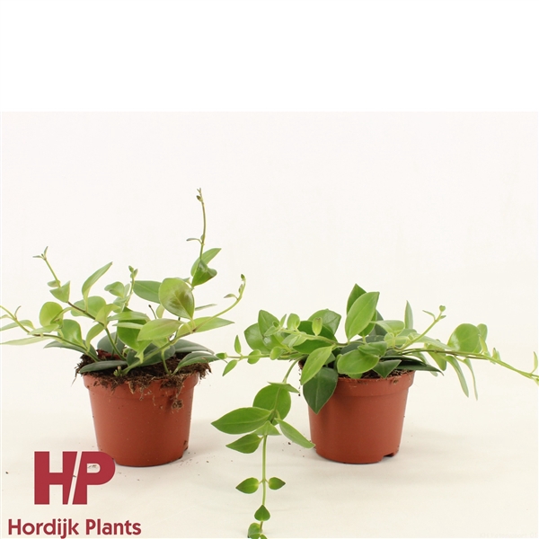 <h4>12 cm pot - Aeschynanthus (Flearly) Mona Lisa</h4>