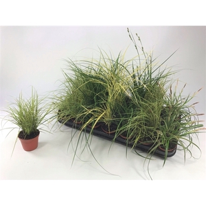 Graminées Carex mix p8