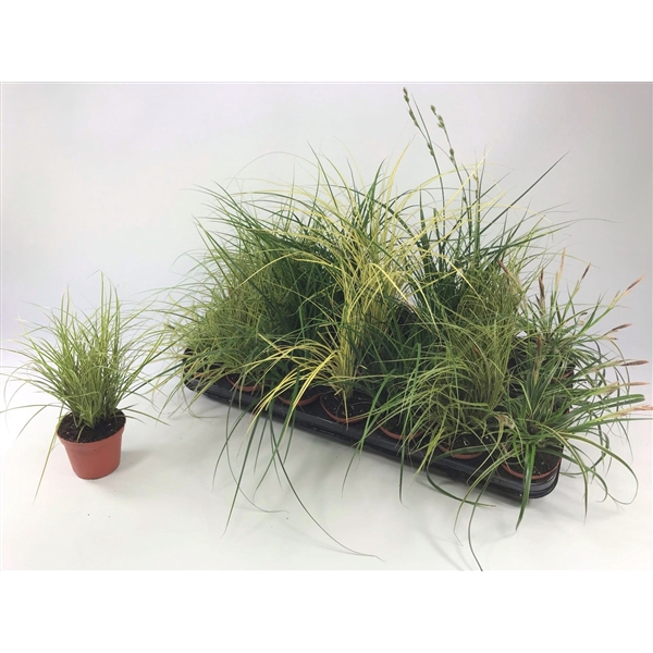 <h4>Graminées Carex mix p8</h4>