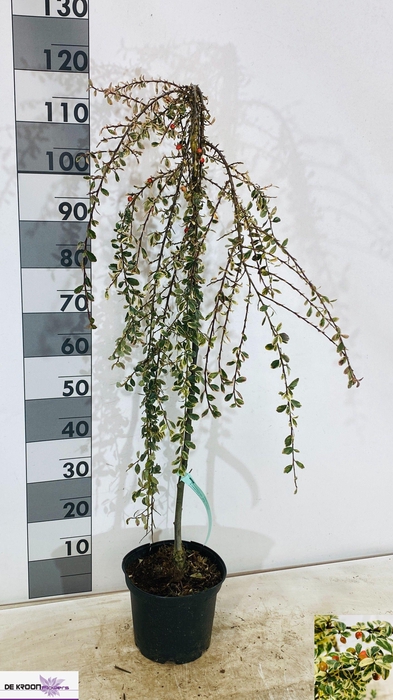 <h4>COTON S JULIETTE</h4>