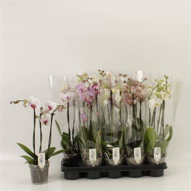 <h4>PHAL GEM</h4>