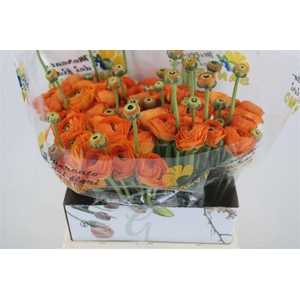 Ran Cloni Ex Lambada