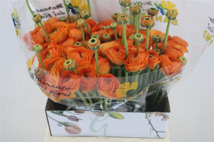 <h4>Ran Cloni Ex Lambada</h4>