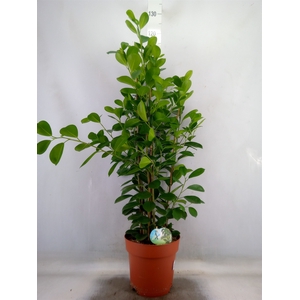 Ficus microcarpa 'Moclame'