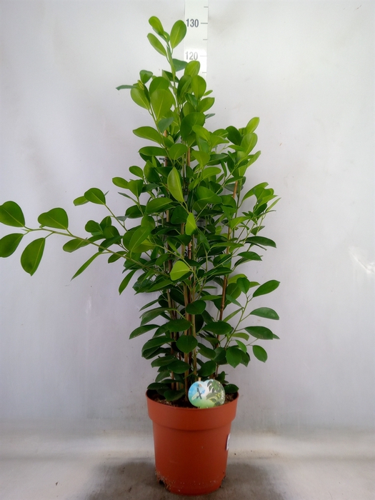 <h4>Ficus microcarpa 'Moclame'</h4>