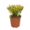 Crassula Horn Tree