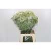 Ammi Visnaga