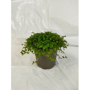 SOLEIROLIA SOLEIROLII p9