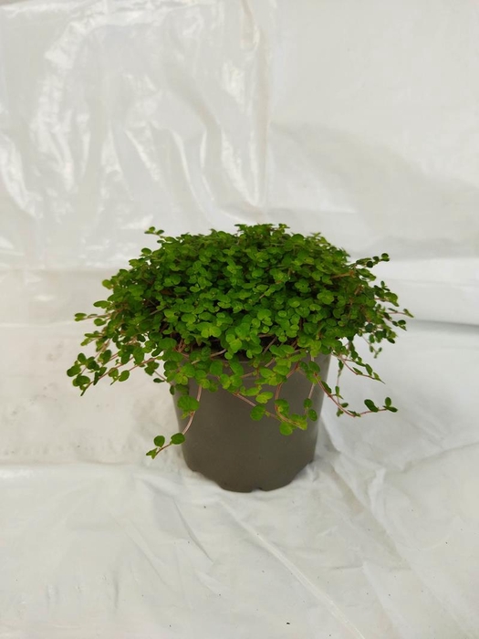 SOLEIROLIA SOLEIROLII p9