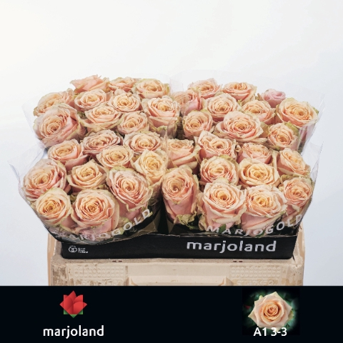 <h4>R Gr Bellini Marjoland</h4>