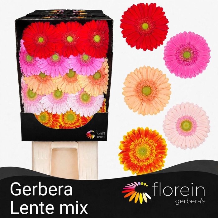 <h4>Gerbera Mix Spring Diamond</h4>