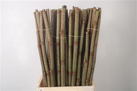 <h4>Polygonum Overig</h4>