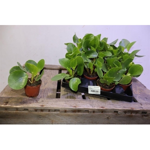 arr8 Pilea Peperomioides