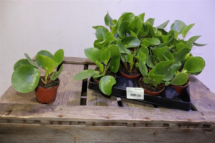<h4>arr8 Pilea Peperomioides</h4>