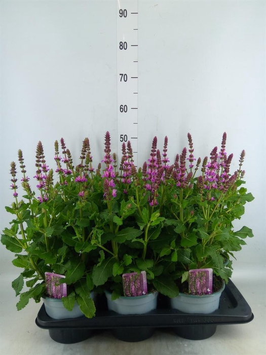 <h4>Salvia sylvestris 'Rose Marvel'</h4>