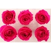 Ro Pres Medium Fuchsia