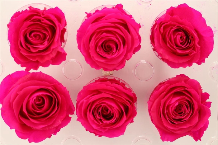 Ro Pres Medium Fuchsia