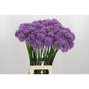 Allium Gladiator