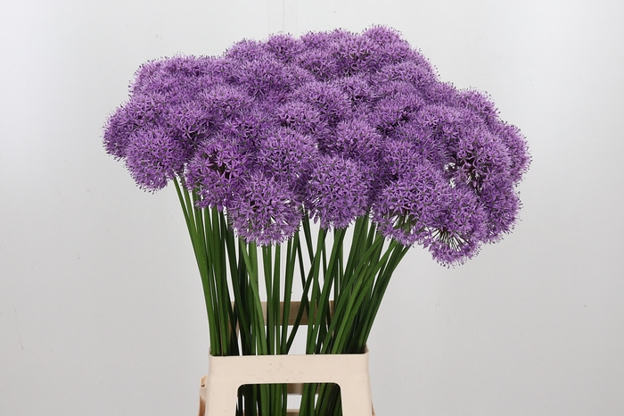<h4>Allium Gladiator</h4>
