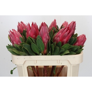 Protea Cynaroides Madiba