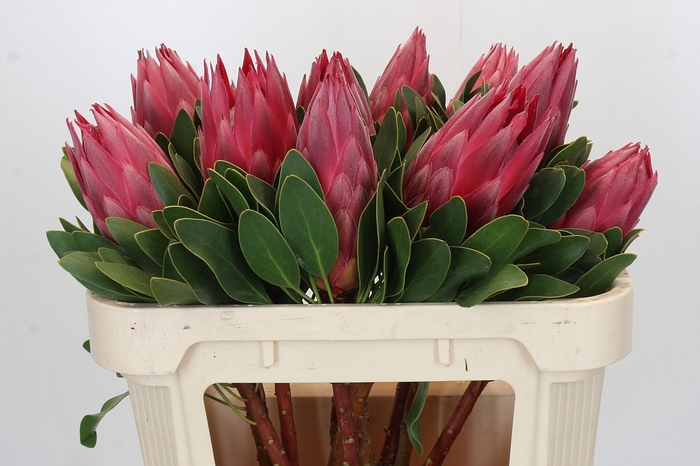 <h4>Protea Cynaroides Madiba</h4>