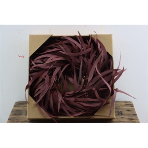 Wr Pres Euca Nicoly Red 30cm