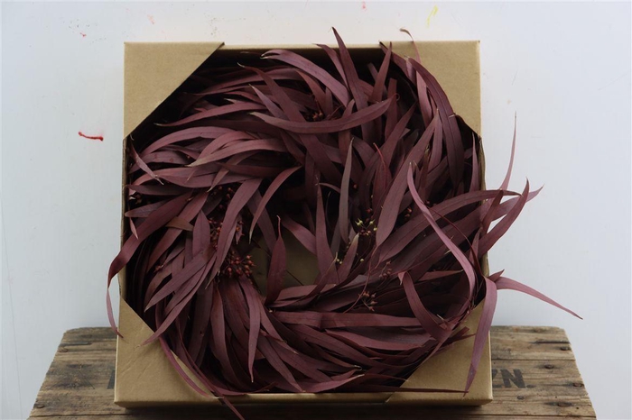 <h4>Wr Pres Euca Nicoly Red 30cm</h4>