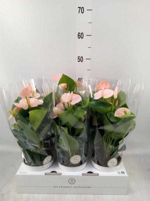 <h4>Anthurium andr. 'Spirit'</h4>