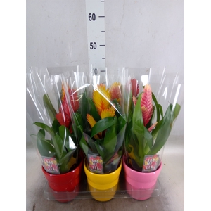 Vriesea   ...mix 6