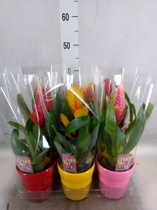 <h4>Vriesea   ...mix 6</h4>