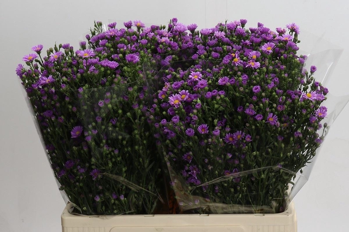 <h4>AST CASAROSA</h4>