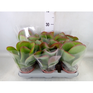 Kalanchoe NF thyrsiflora 'Red Lips'