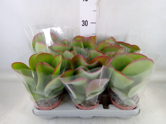 <h4>Kalanchoe NF thyrsiflora 'Red Lips'</h4>