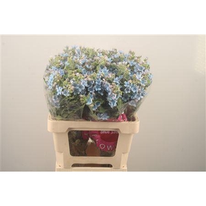 Oxypetalum Tan Pur Blue