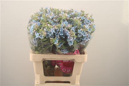 <h4>Oxypetalum Tan Pur Blue</h4>