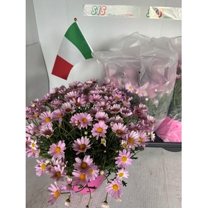 ARG STELLA 2000
