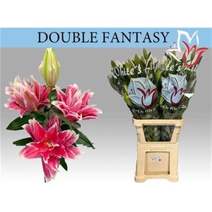 Li Or Du Do Fantasy 5+