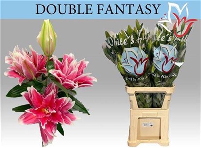 <h4>Li Or Du Do Fantasy 5+</h4>
