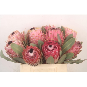 PROTEA MAGNIFICA*