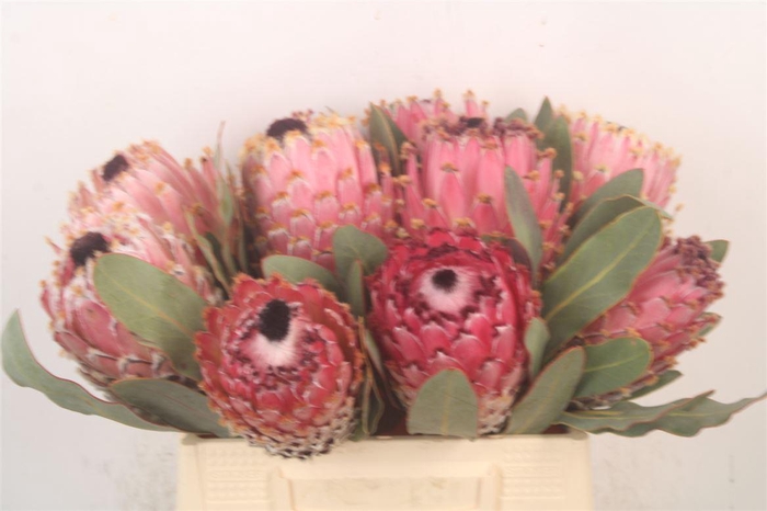 <h4>PROTEA MAGNIFICA*</h4>