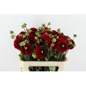 DAHL BIZON ROOD