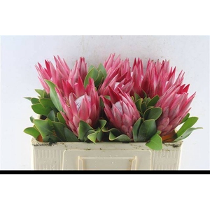 PROTEA CY MADIBA