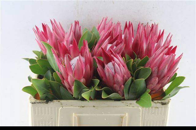<h4>PROTEA CY MADIBA</h4>