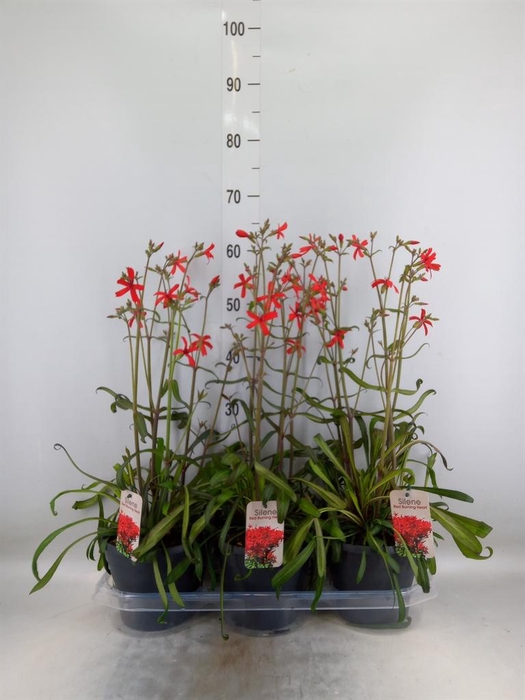 <h4>Silene   ...</h4>