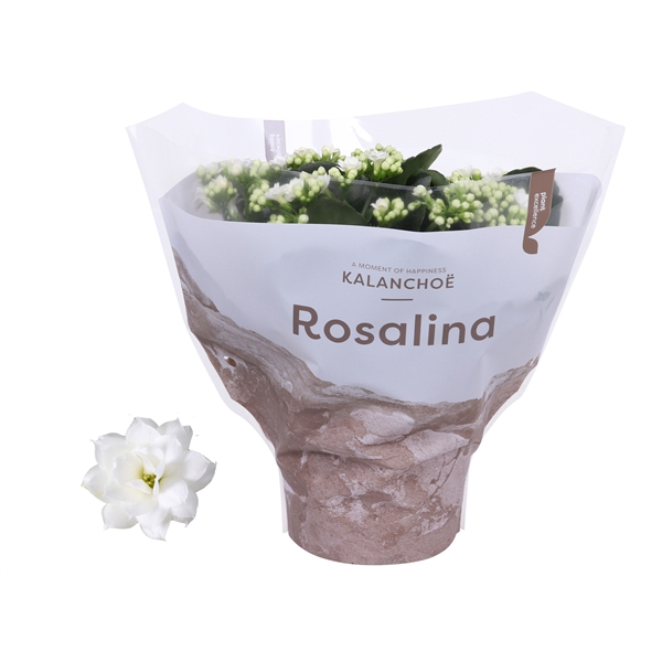 <h4>Kalanchoe Rosalina 15cm TST Don Dione, Witte hoes</h4>